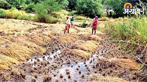 Crop Damage