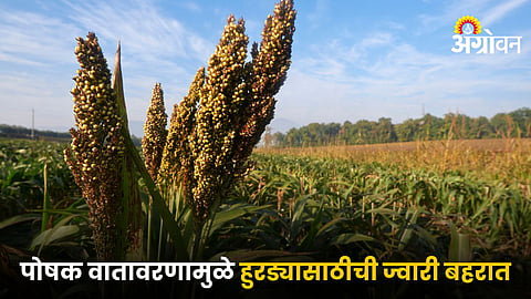 Jowar