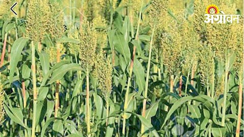 Jowar
