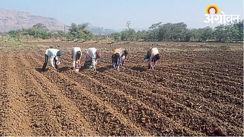Maize Cultivation