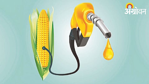 Maize Market : इथेनॉलमुळे मक्याचे दर चढे राहणार