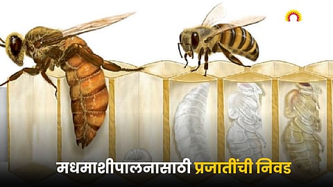 Beekeeping