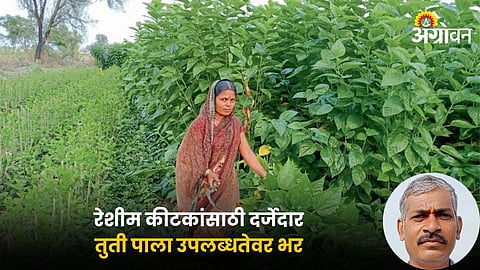 Silk Farming