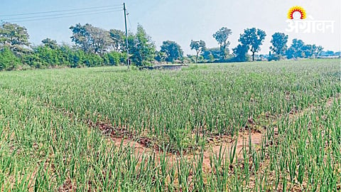 Onion Cultivation