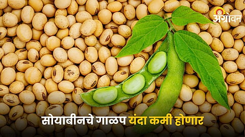 Soybean