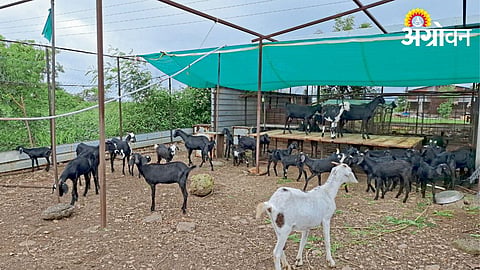 Goat Farming