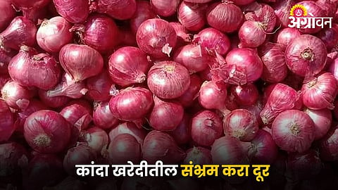 Onion