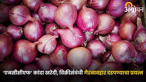Onion