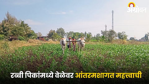 Rabi Crop