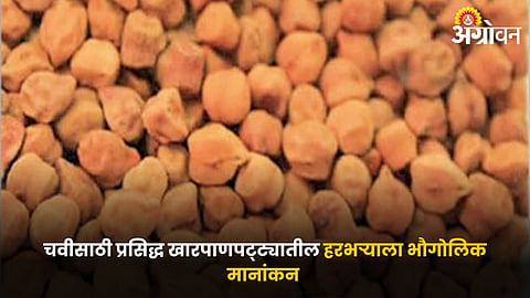 Chana