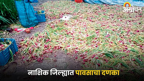 Crop Damage