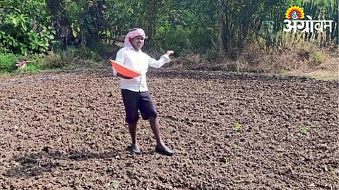 Lentil Cultivation