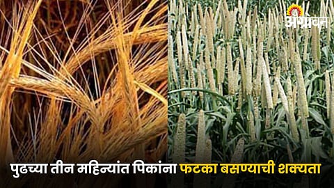 Rabi Crops