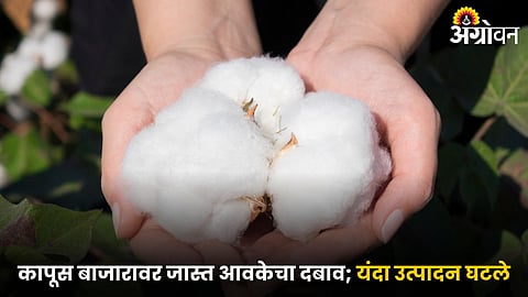 Cotton