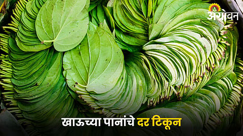 Betel Leaf