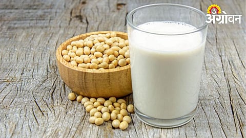 Soya Milk