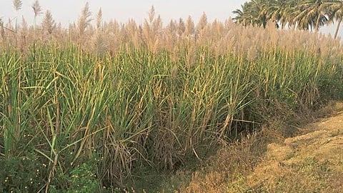 Sugarcane Crop Damage