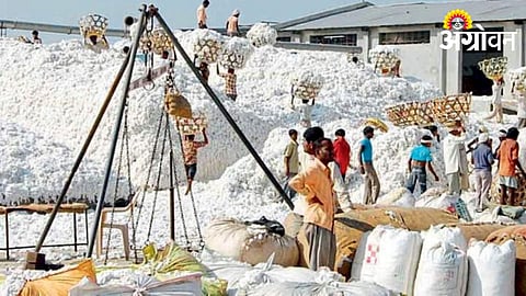 Cotton Market
