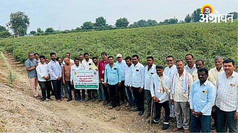 Crop Variety