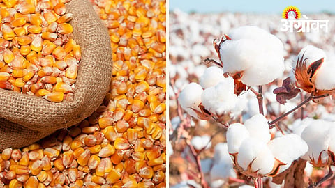 Maize Cotton