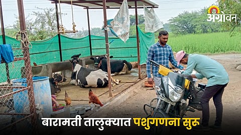 Livestock Census