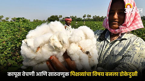 Cotton