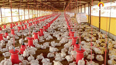 Poultry Management