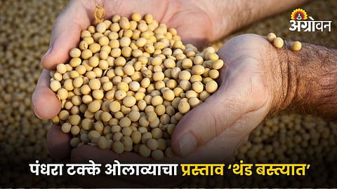Soybean