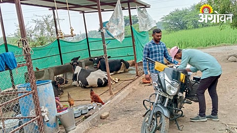 Livestock