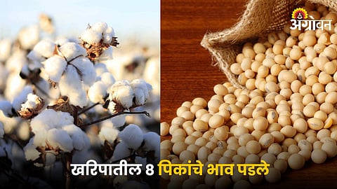 Cotton and Soybean
