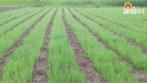 Onion Cultivation