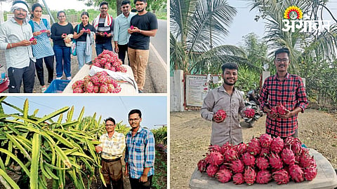 Dragon Fruit Farming