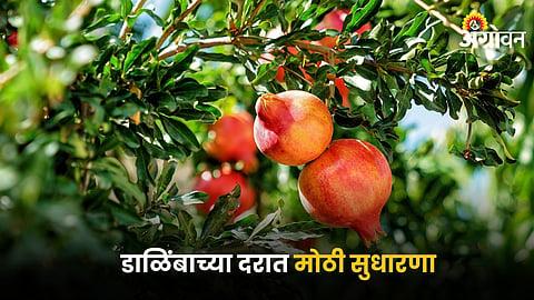 Pomegranate