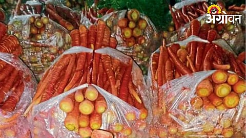 Carrot