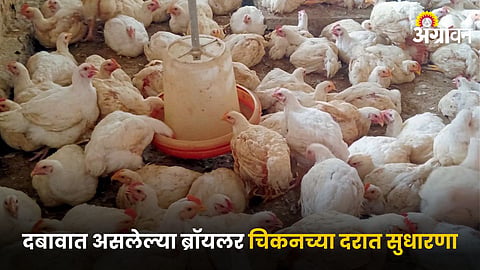 Broiler Chicken