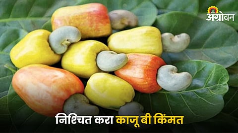 Cashew Nuts