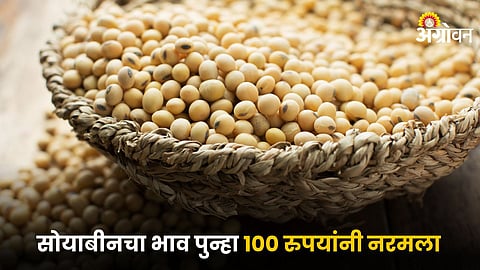 Soybean
