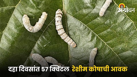 Silkworm