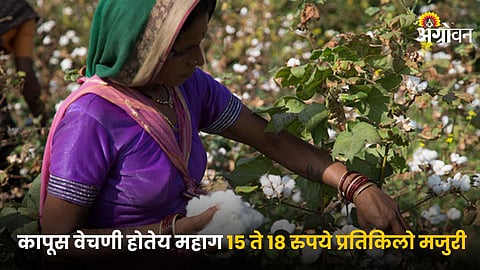 Cotton Picking