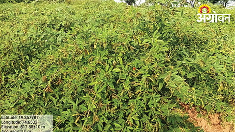 Kharif Crop Competition
