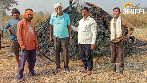 Paddy Crop