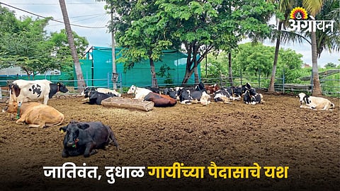 Dairy Farming