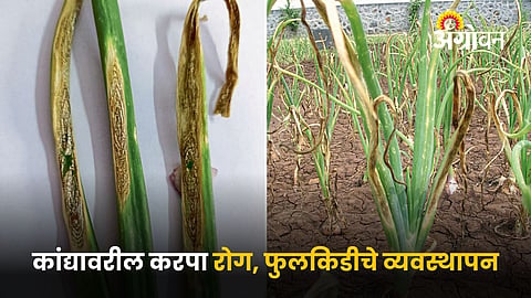 Onion Disease