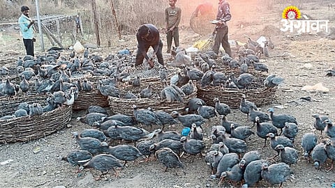 Poultry
