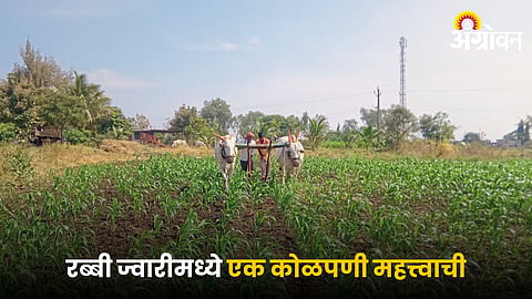 Rabi Farming