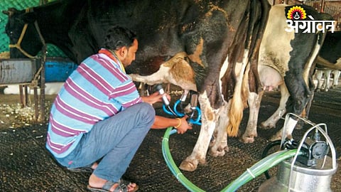 Animal Care