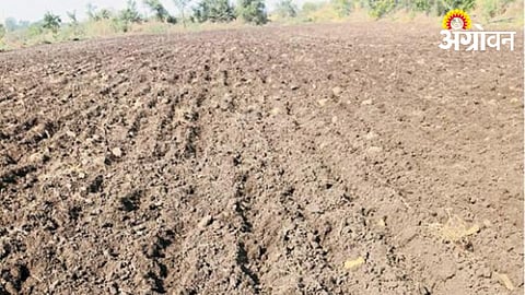 Wild Boar Damage