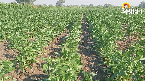 Safflower Sowing