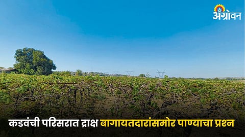 Grape Orchards