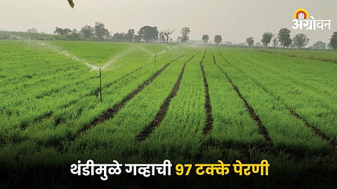 Wheat farming